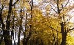 Allée du parc en automne - JPEG - 415.3 ko