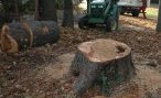 Elagage et abattage d'arbres - JPEG - 1.1 Mo