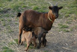 La chèvres et ses chevreaux - JPEG - 3.2 Mo