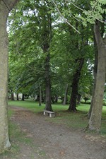 Une allée du parc arborée à proximité du château - JPEG - 47 ko